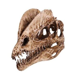 Dinosauruksen kallo: Esihistoriallinen fossiili olohuoneessasi
