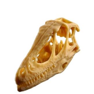 Dinosauruksen kallon jäljennös