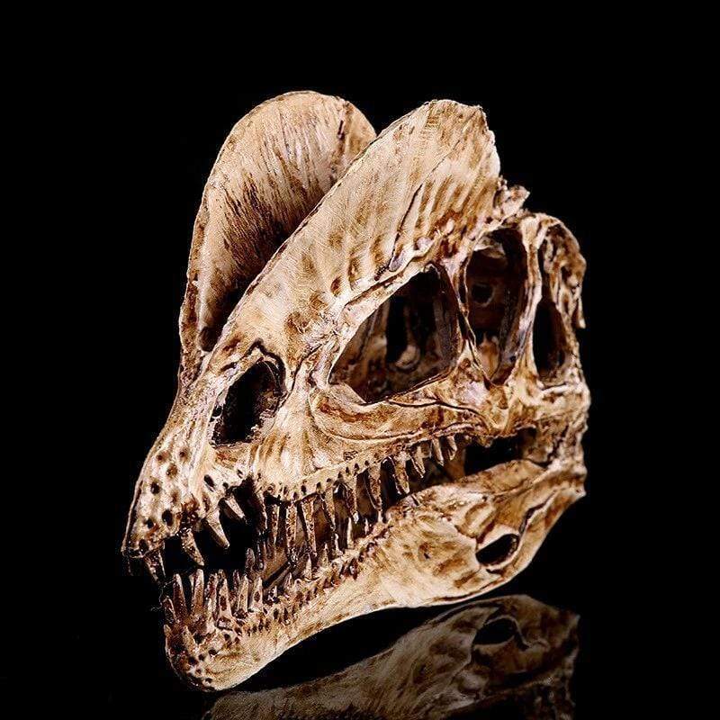 Dinosauruksen kallo: Esihistoriallinen fossiili olohuoneessasi - Image 2