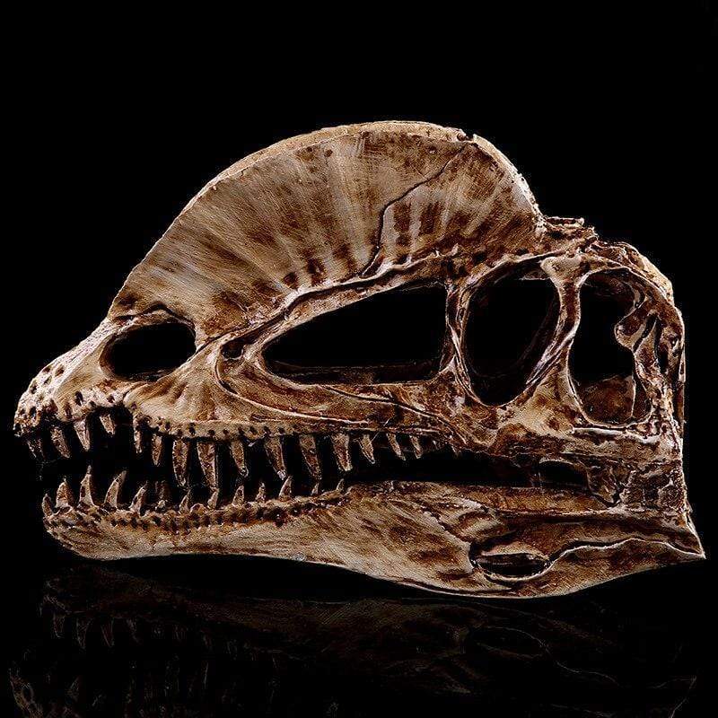 Dinosauruksen kallo: Esihistoriallinen fossiili olohuoneessasi - Image 4