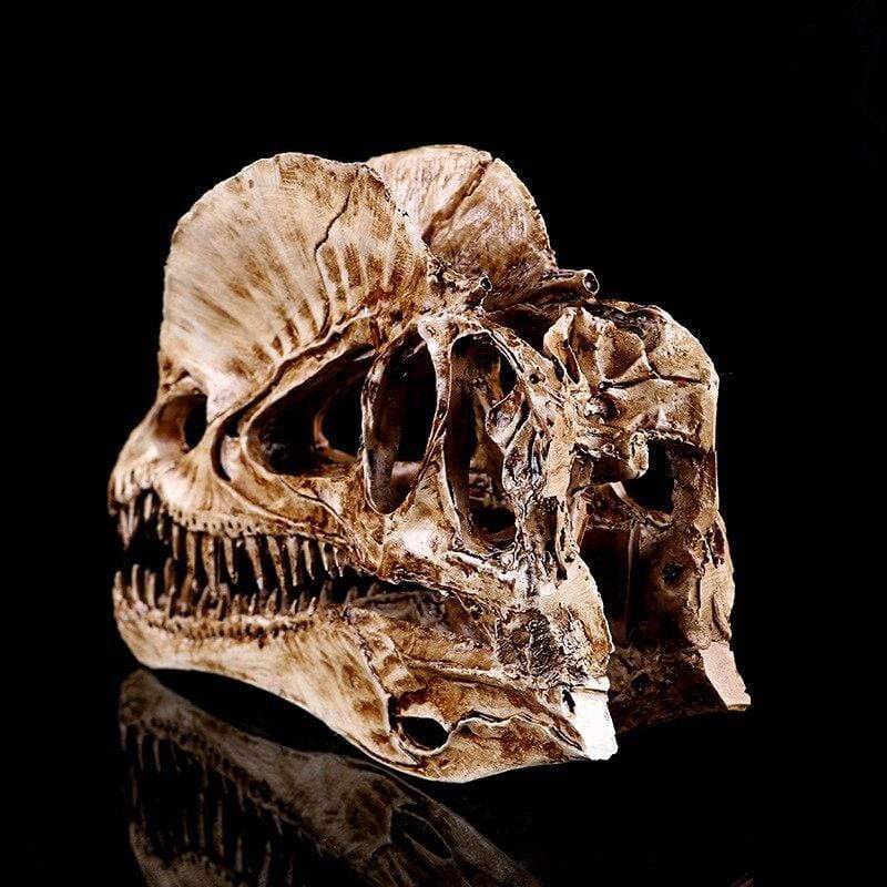 Dinosauruksen kallo: Esihistoriallinen fossiili olohuoneessasi - Image 5