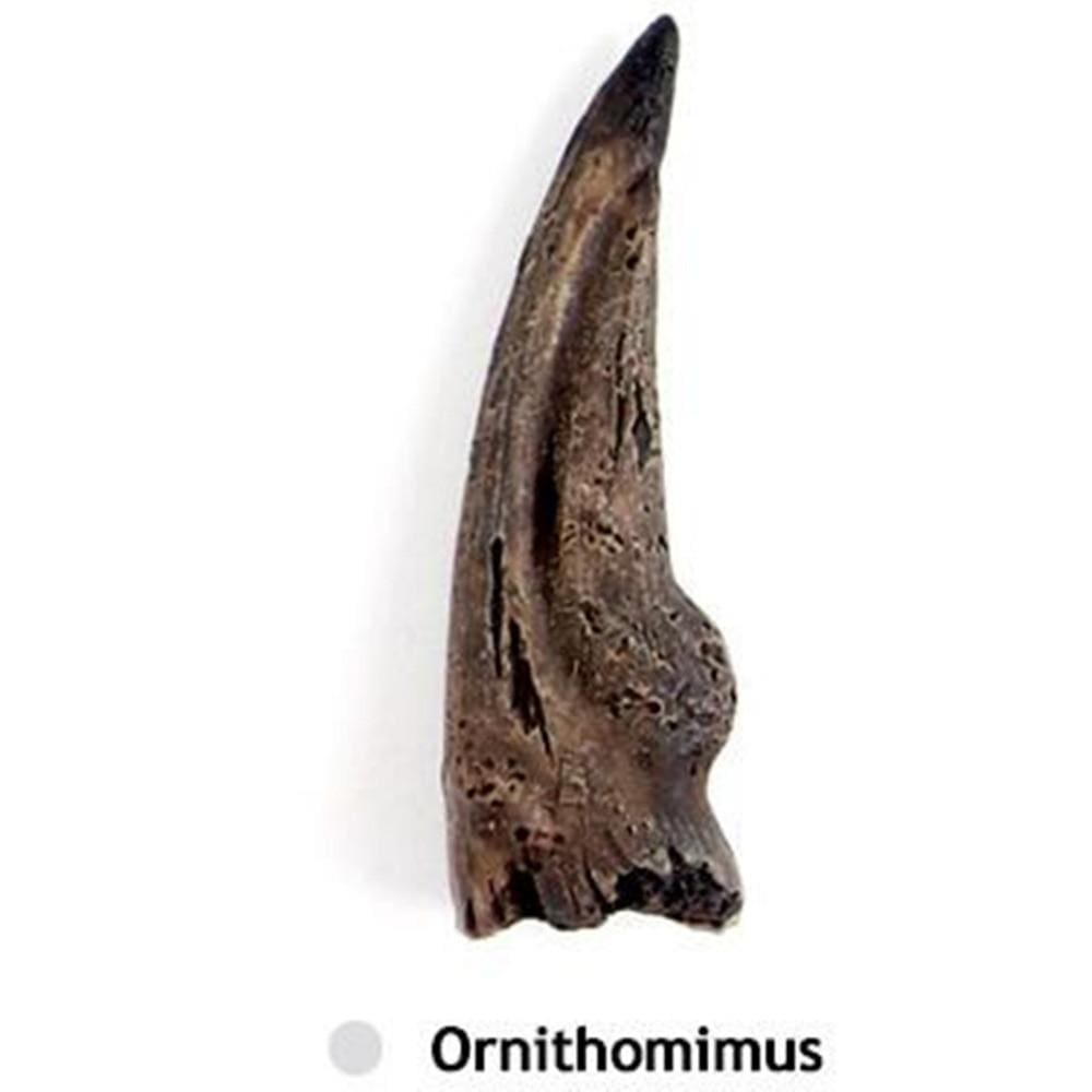 Interaktiivinen dinosauruslelu - Image 5